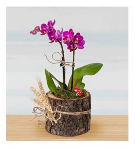 kütük de ikili mini orkide 